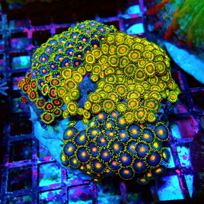 Zoas Mix Colony