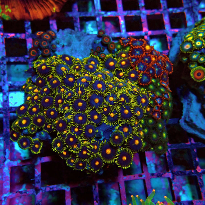 Zoas Mix Colony