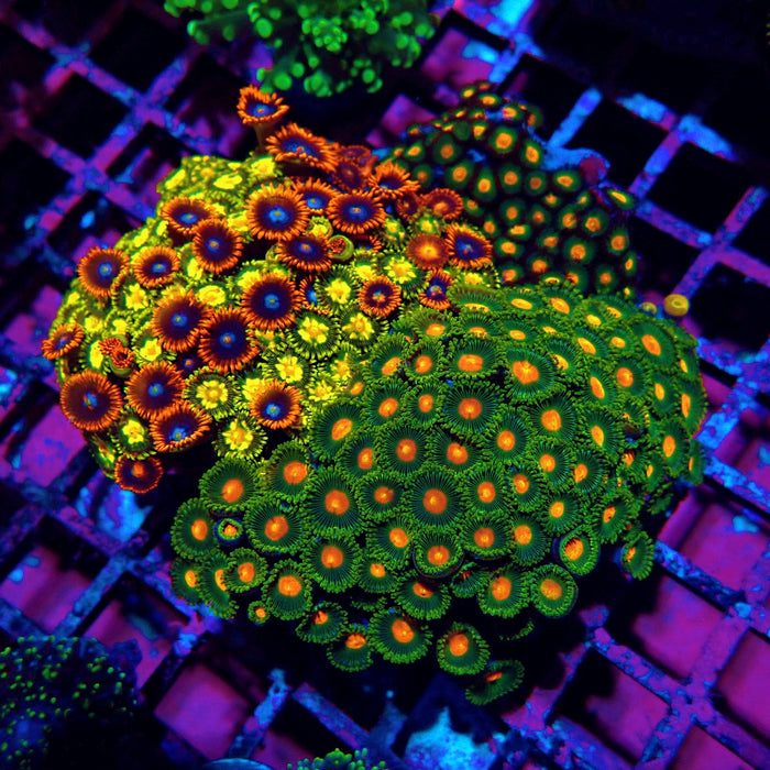 Zoas Mix Colony