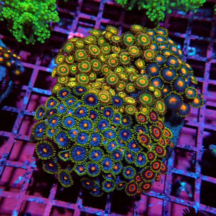 Zoas Mix Colony