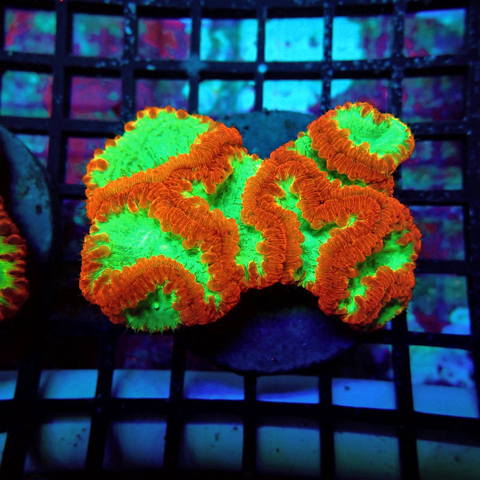 Blastomussa Premium Colony