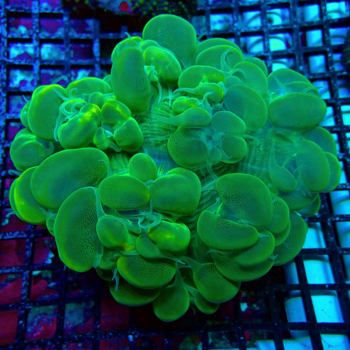 Bubble Coral Colony