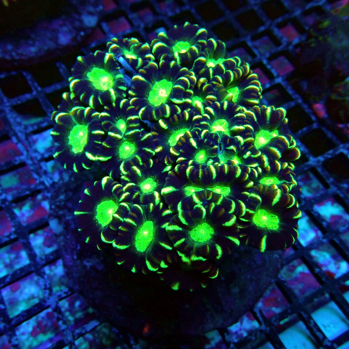 Striped Contrast Candy Kane Colony