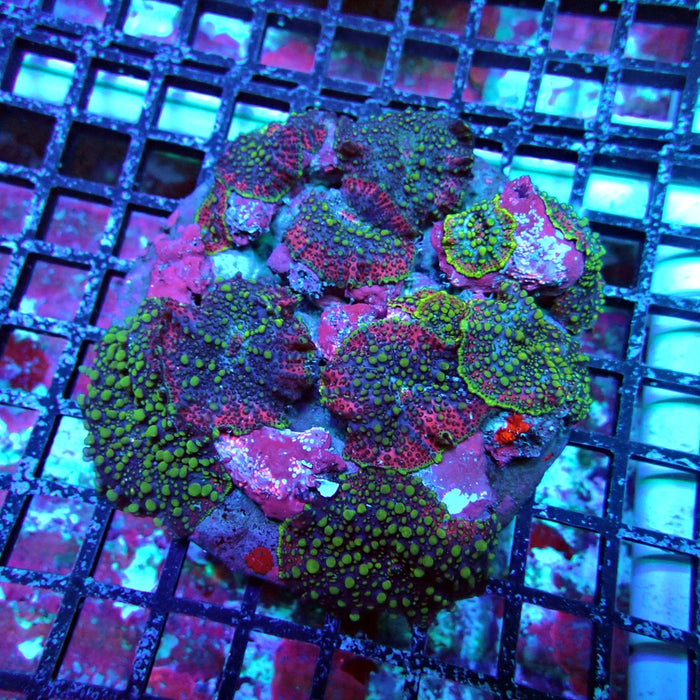 Lava Lamp Mushroom Colony