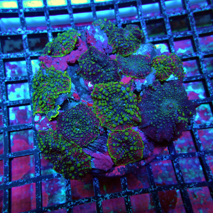Lava Lamp Mushroom Colony