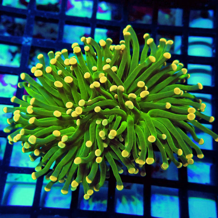 Crazy Neon Green Torch (Thick Skeleton)