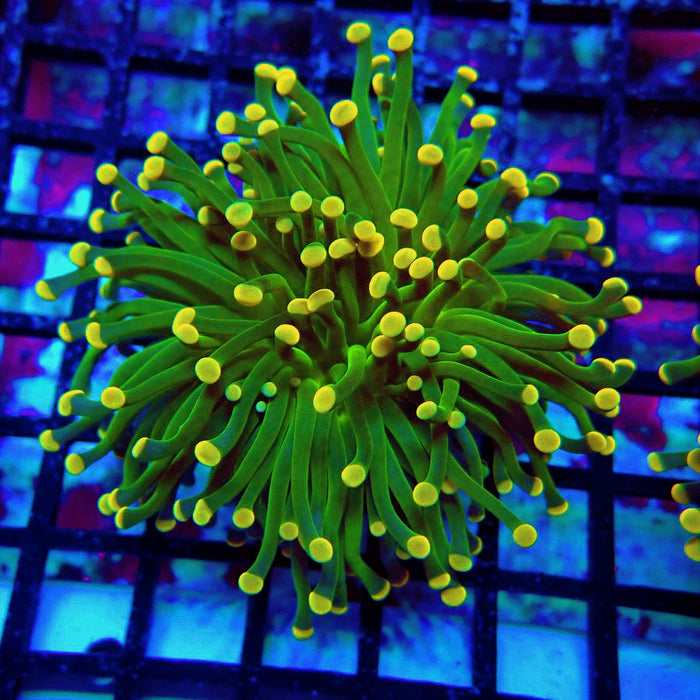 Crazy Neon Green Torch (Thick Skeleton)