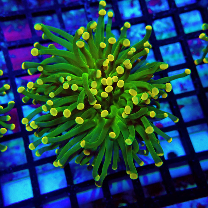 Crazy Neon Green Torch (Thick Skeleton)