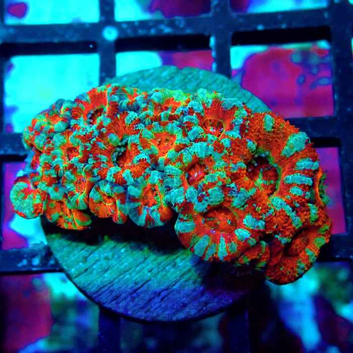 Acan Lord Super Ultra Frag