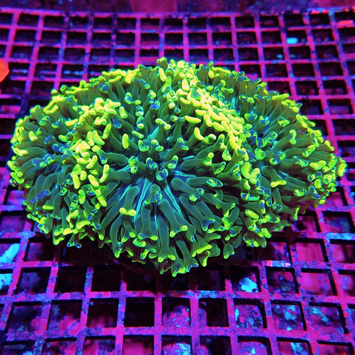 Euphyllia Super Wall Hammer XL