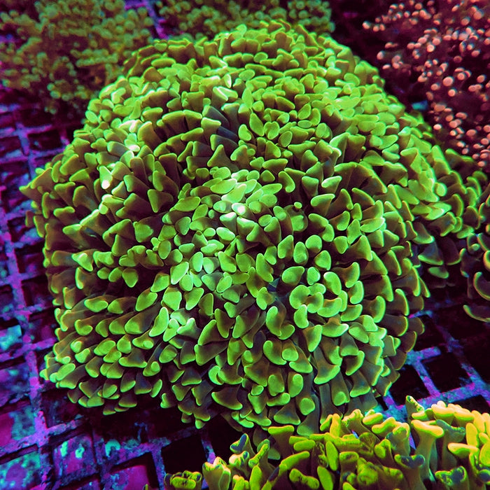 Euphyllia Super Wall Hammer XXL