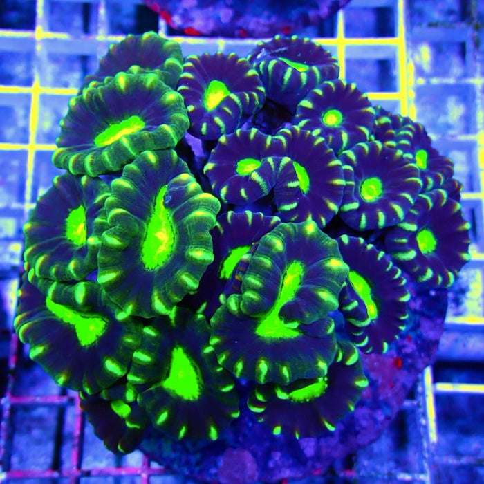 Candy Cane Premium Colony