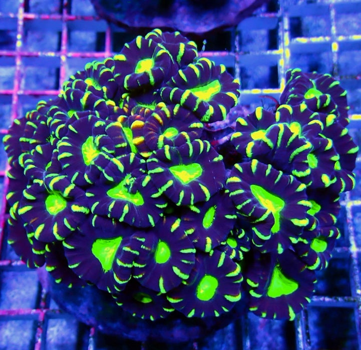 Candy Cane Premium Colony
