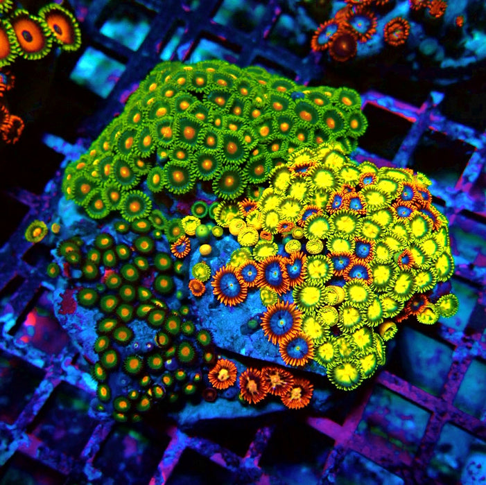 Zoas Mix Colony
