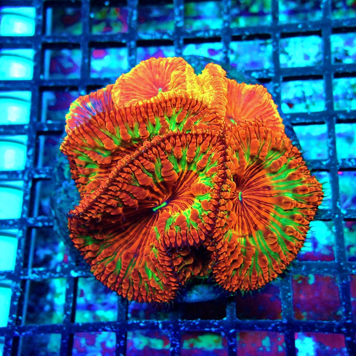 Blastomussa Premium Colony