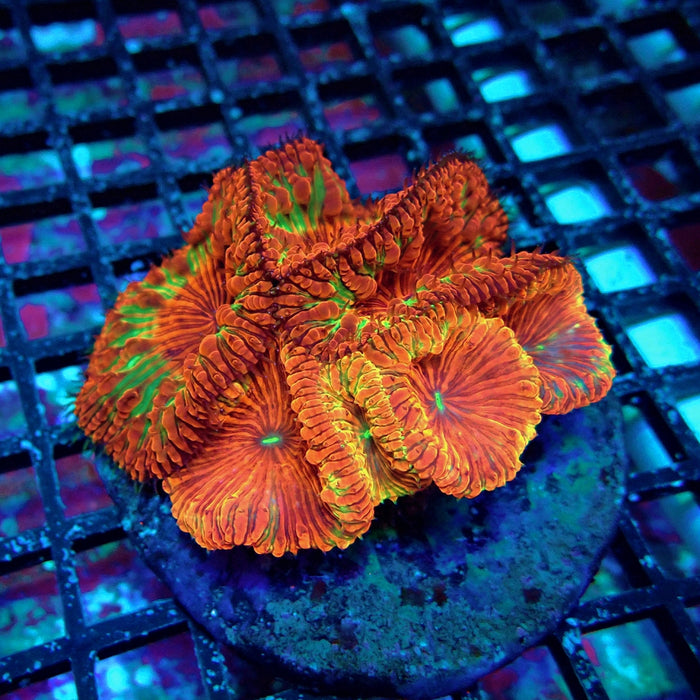 Blastomussa Premium Colony