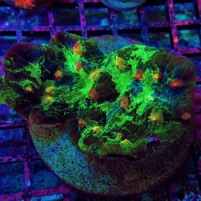 Chalice Premium Colony