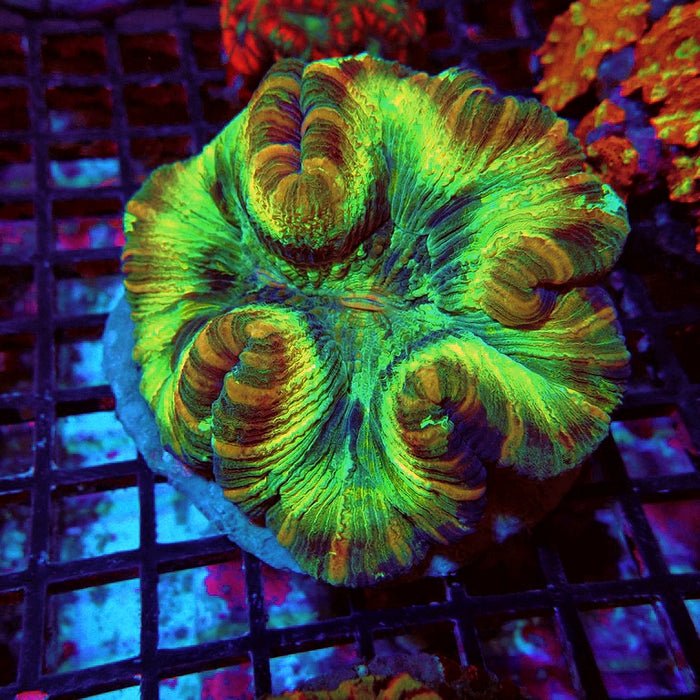 Trachyphyllia