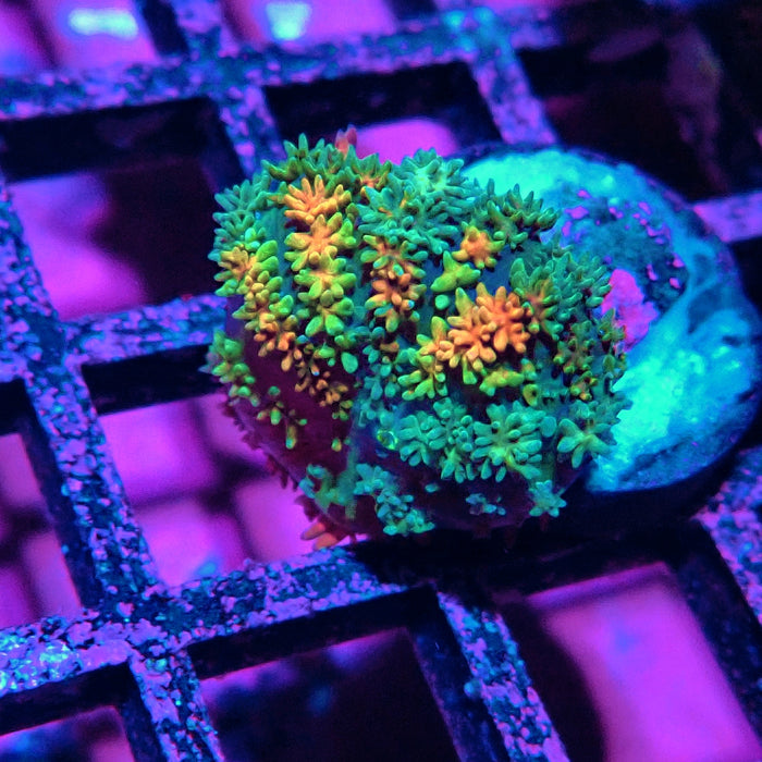Frankenstein's Mushroom