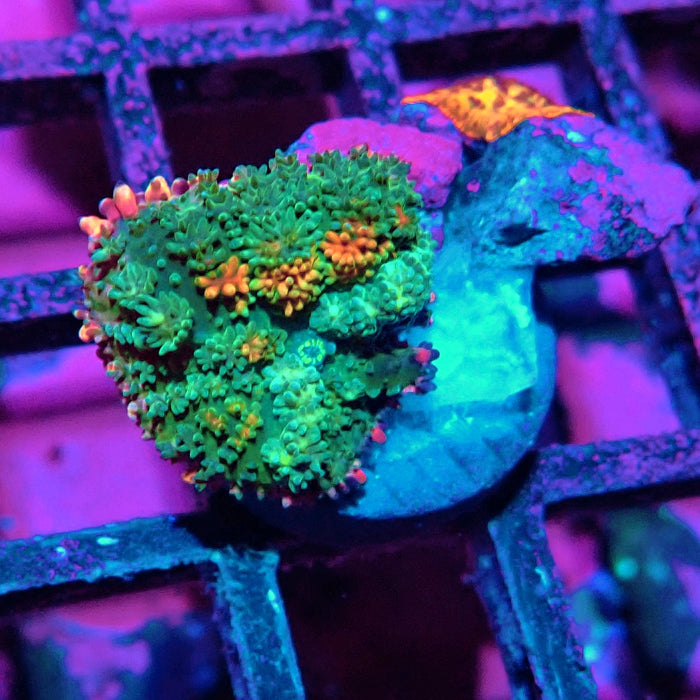 Frankenstein's Mushroom