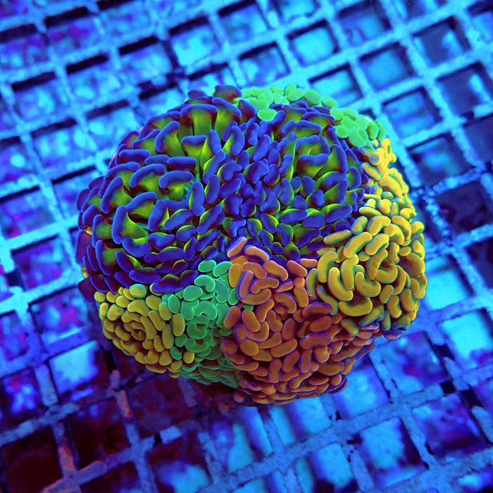 Euphyllia Rainbow Mix Branch Hammer