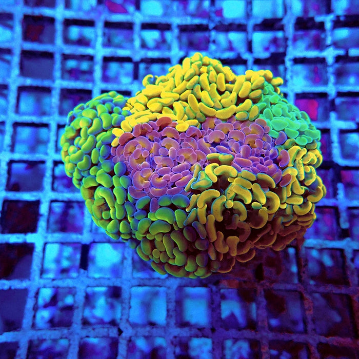 Euphyllia Rainbow Mix Branch Hammer