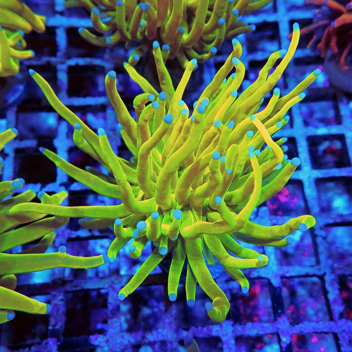 Euphyllia Holy Grail Torch Premium (Will Color Up More)