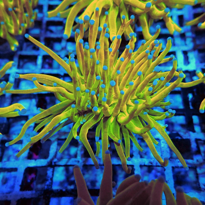 Euphyllia Holy Grail Torch Premium (Will Color Up More)