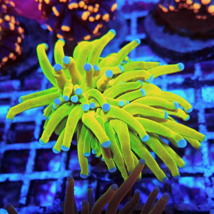 Euphyllia Holy Grail Torch Premium (Will Color Up More)