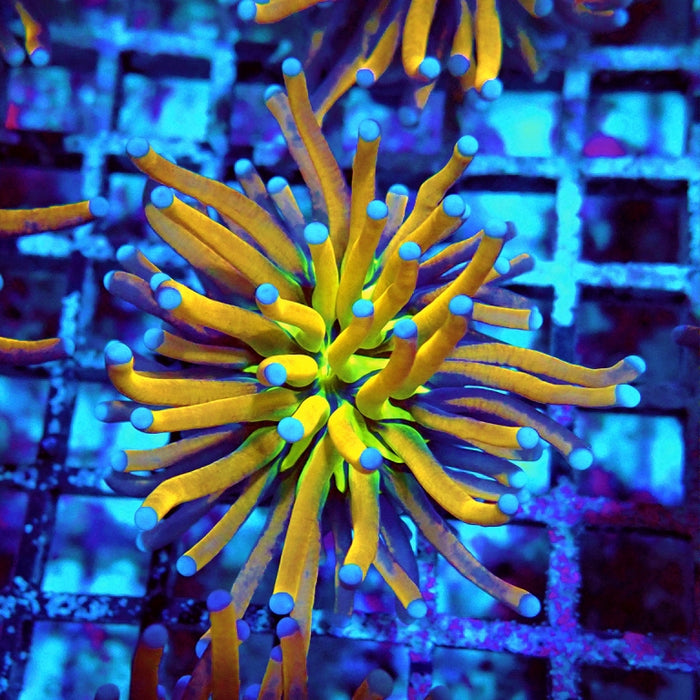 Euphyllia Gold Joker Torch Premium