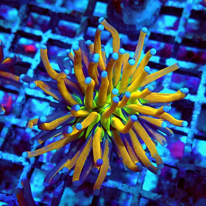Euphyllia Gold Joker Torch Premium