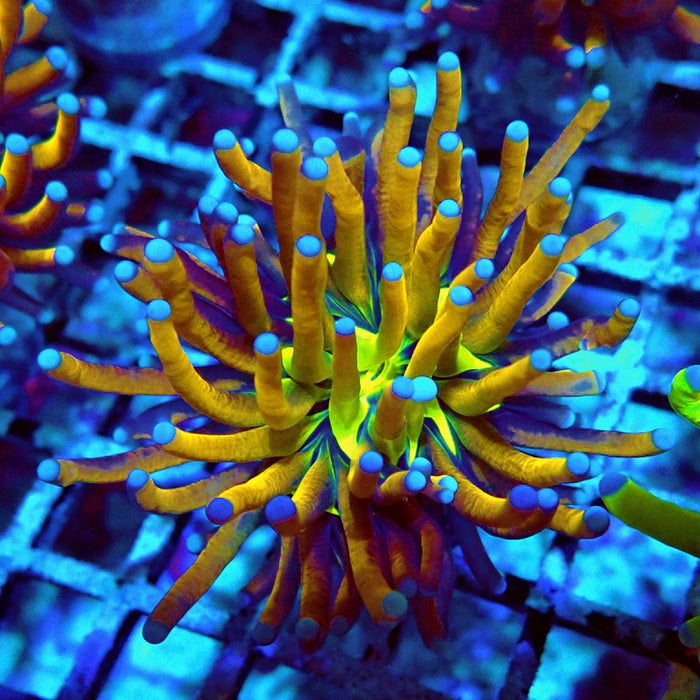 Euphyllia Gold Joker Torch Premium