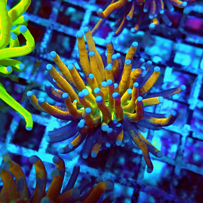 Euphyllia Gold Joker Torch Premium