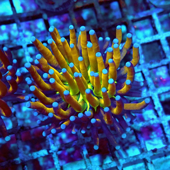 Euphyllia Gold Joker Torch Premium