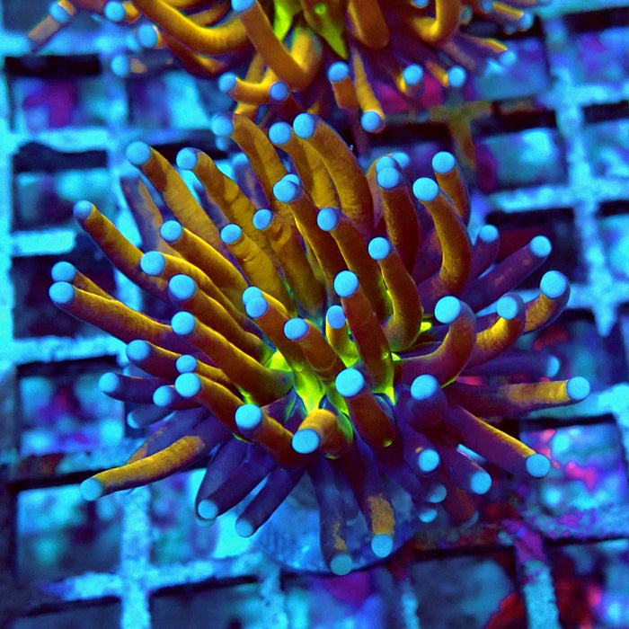 Euphyllia Gold Joker Torch Premium