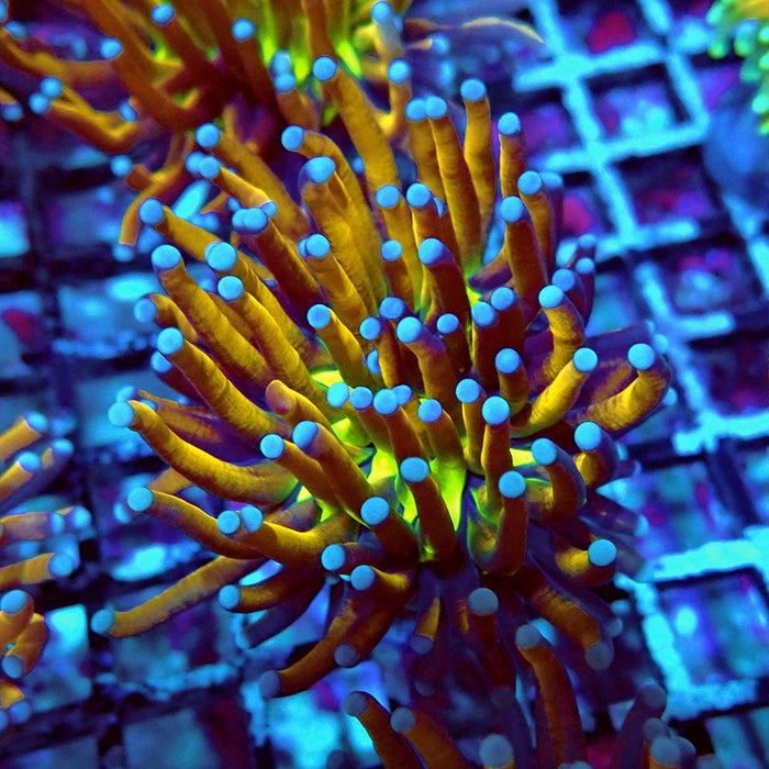 Euphyllia Gold Joker Torch Premium