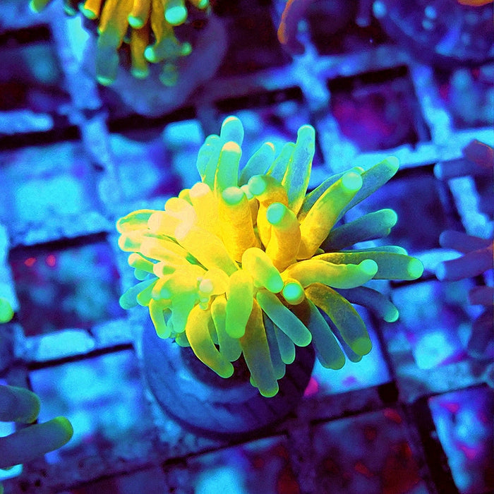 Euphyllia Tiger Torch