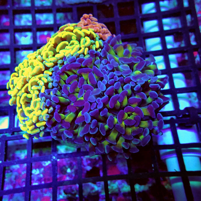 Euphyllia Super Mix Branch Hammer