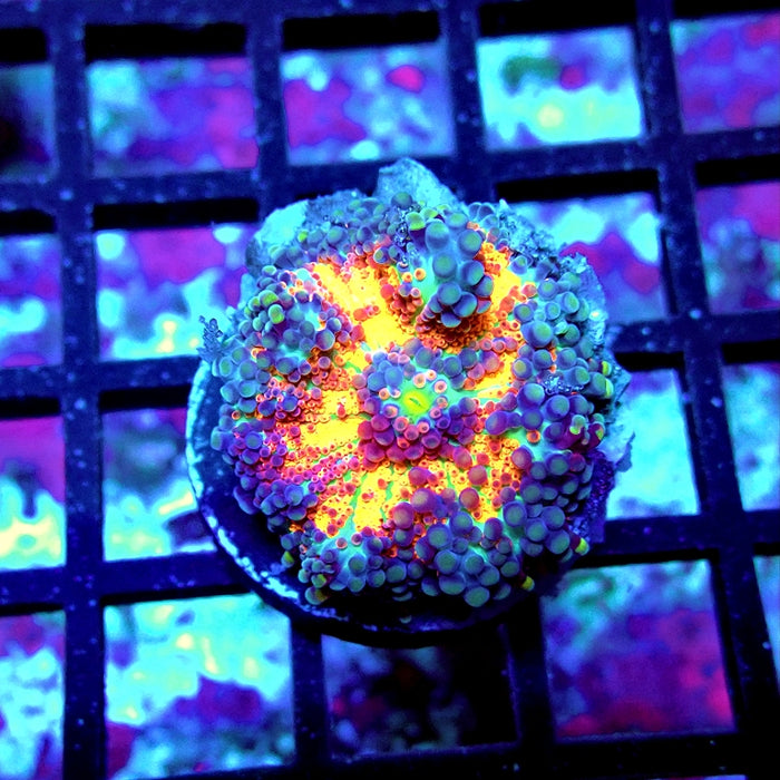 Ricordea Yuma Bubble Unique Premium