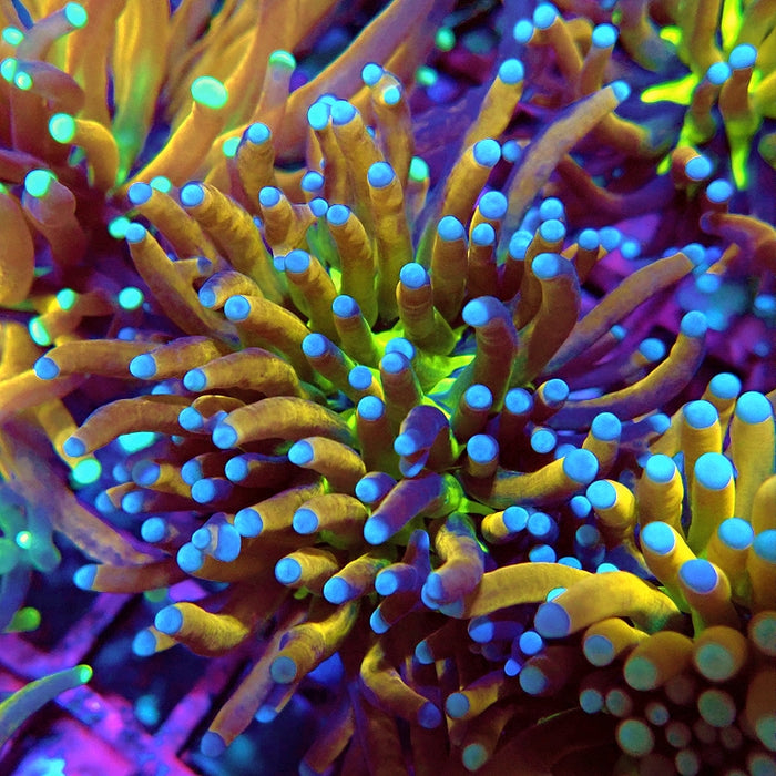 Euphyllia Gold Joker Torch Premium