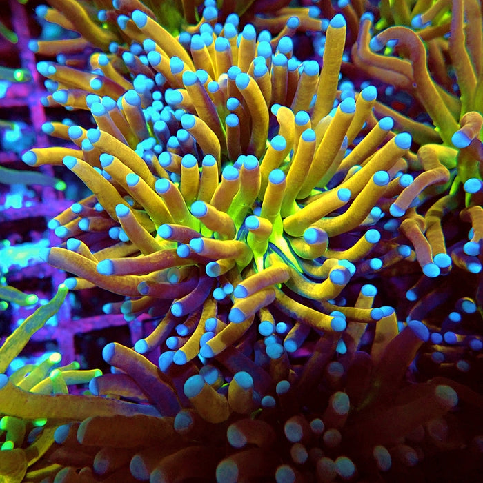 Euphyllia Gold Joker Torch Premium