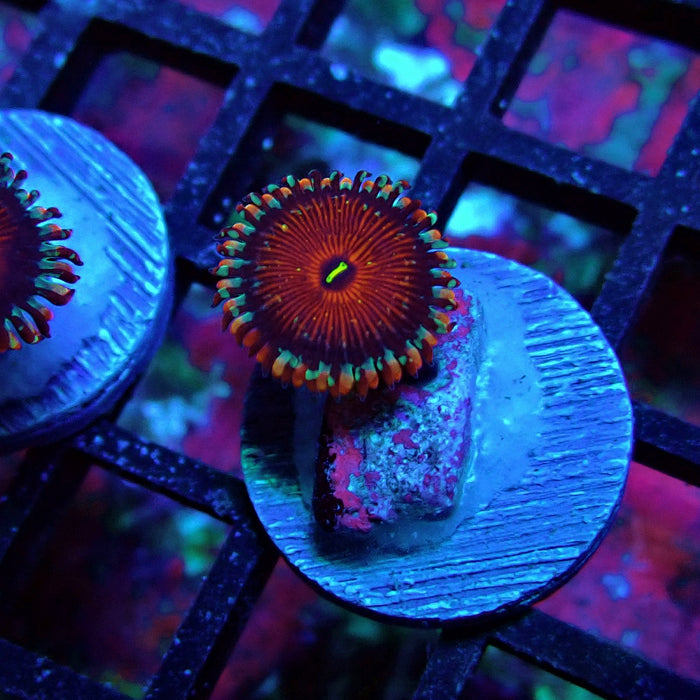 Ultra Zoas Frag