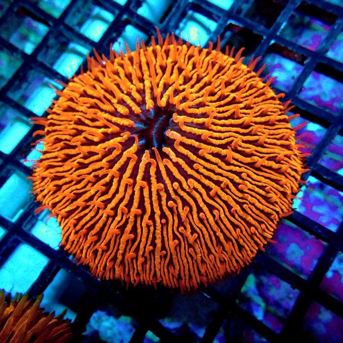 Fungia Ultra Premium