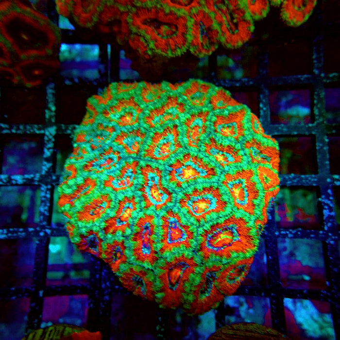 Acan Lord Coral Colony