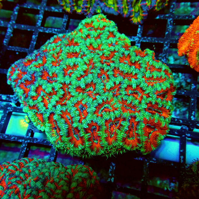Acan Lord Coral Colony