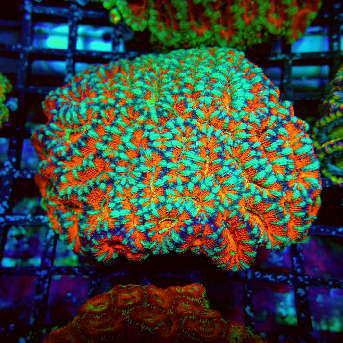 Acan Lord Coral Colony