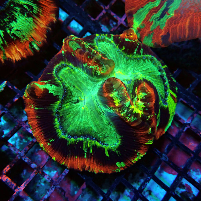 Trachyphyllia