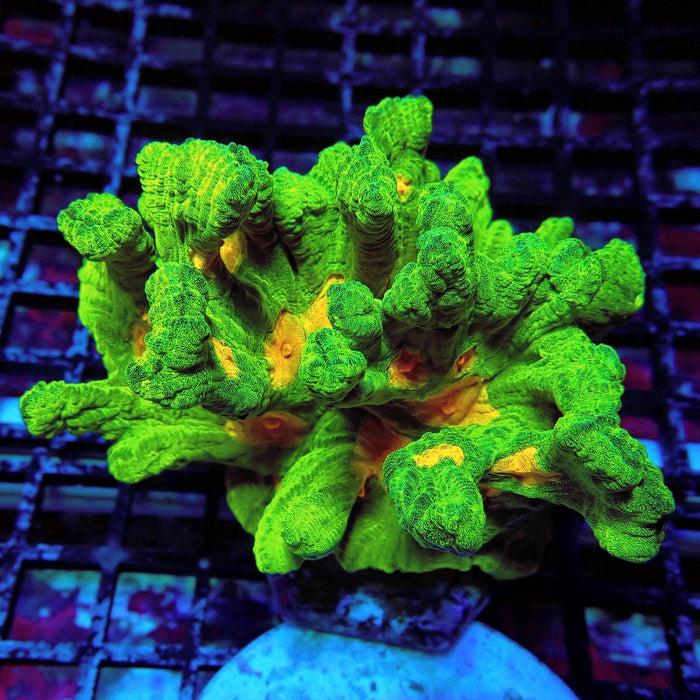 Pectinia Space Invader Colony