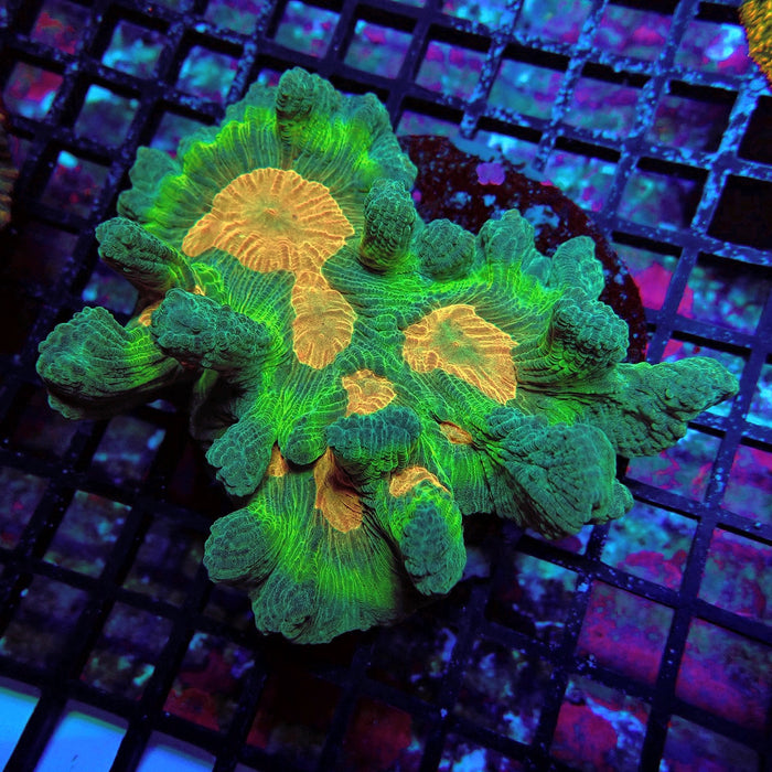 Pectinia Premium Colony