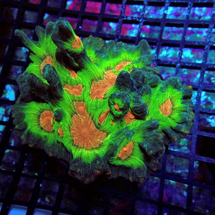 Pectinia Premium Colony